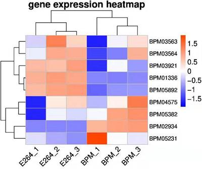 Characterization of a Type VI Secretion System vgrG2 Gene in the Pathogenicity of Burkholderia thailandensis BPM